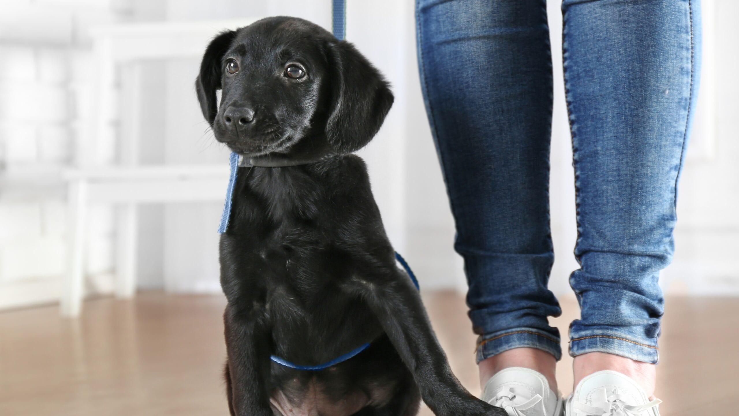 Food-Motivated Labs: Blessing or Challenge? Uncovering the Truth!