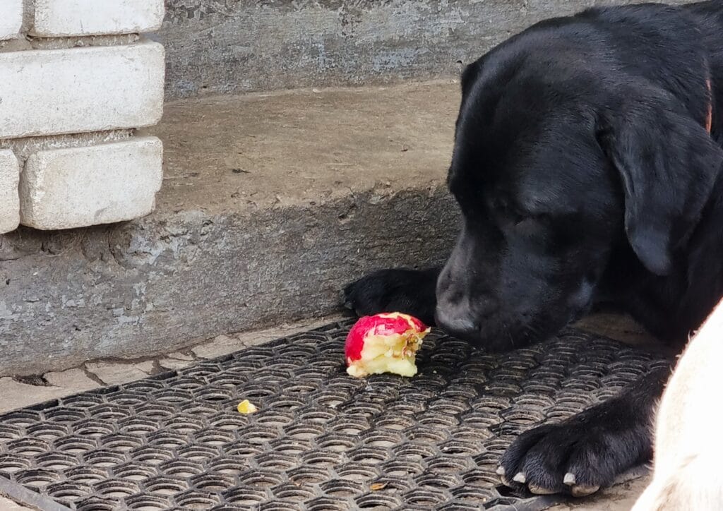 Lack of fiber in diet Endless Hunger: The Science Behind Why Labradors Are Always Hungry
