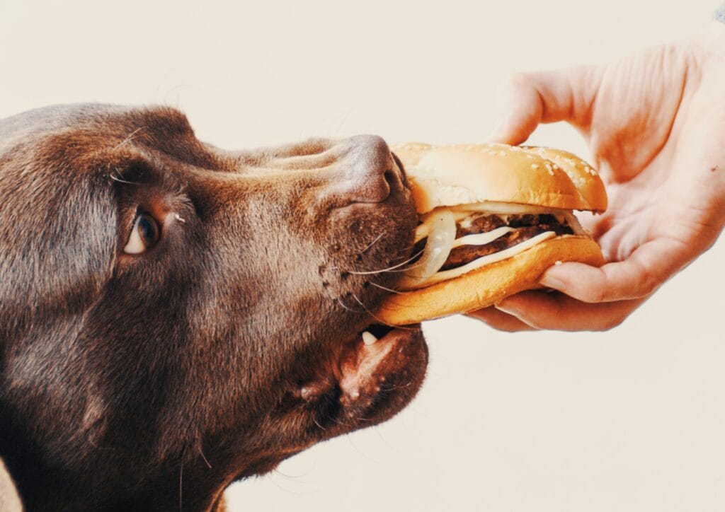 Overly possessive of food Endless Hunger: The Science Behind Why Labradors Are Always Hungry