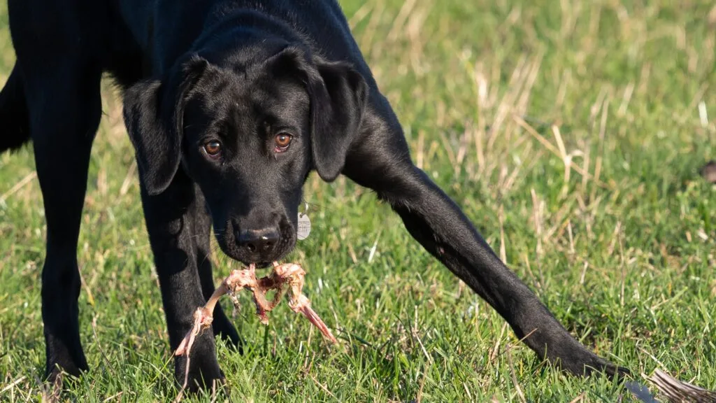 Avoid rewarding the scavenging Is Your Labrador Always Begging? The Gene That Makes Fat Labradors Permanently Hungry