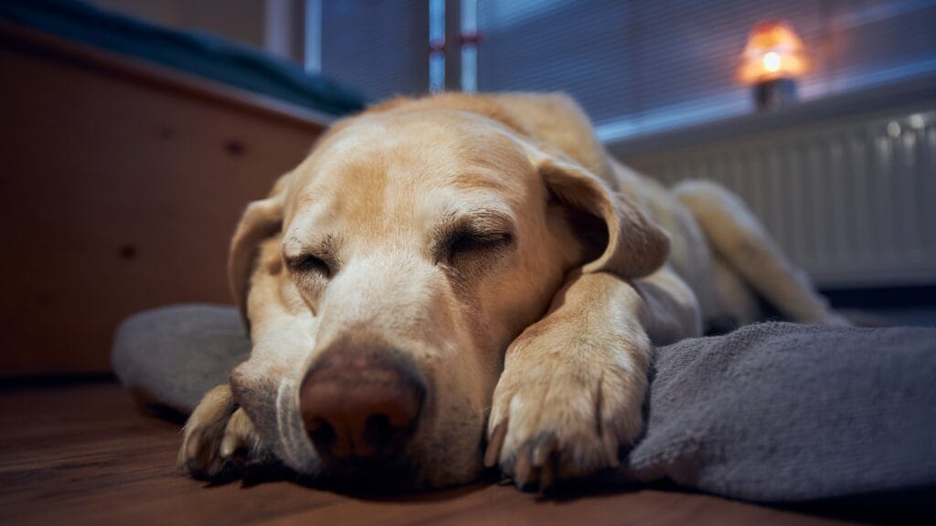 Do Labradors Sleep a Lot The Secret to Their EnergyDo Labradors Sleep a Lot The Secret to Their Energy How Many Hours Does a Labrador Puppy Sleep: A Complete Guide