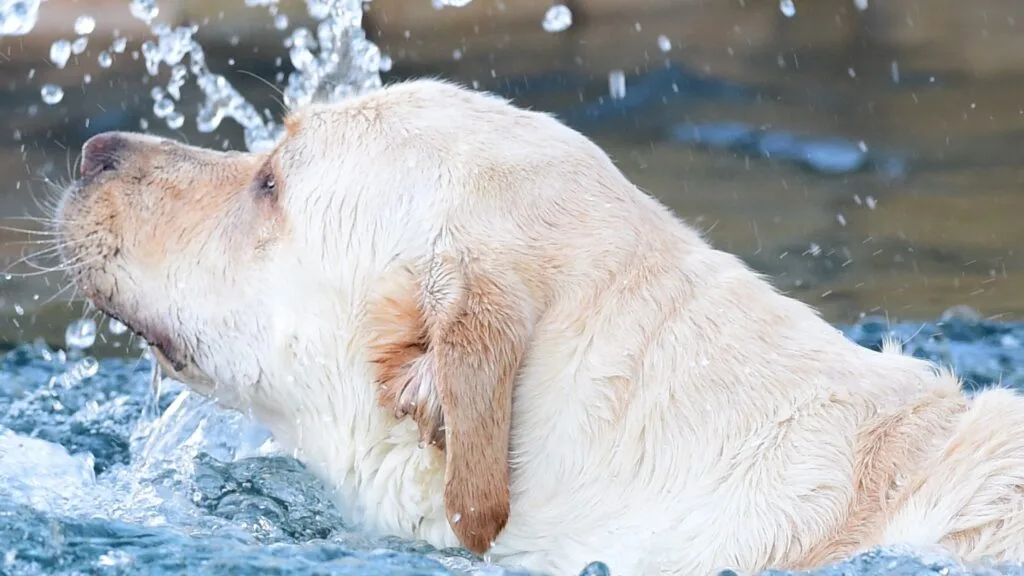Exciting and interactive activities Is Your Labrador Always Begging? The Gene That Makes Fat Labradors Permanently Hungry