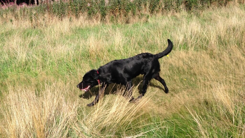 Field Hunter Are Labradors Genetically Hungry? History Behind Labrador’s Insatiable Hunger