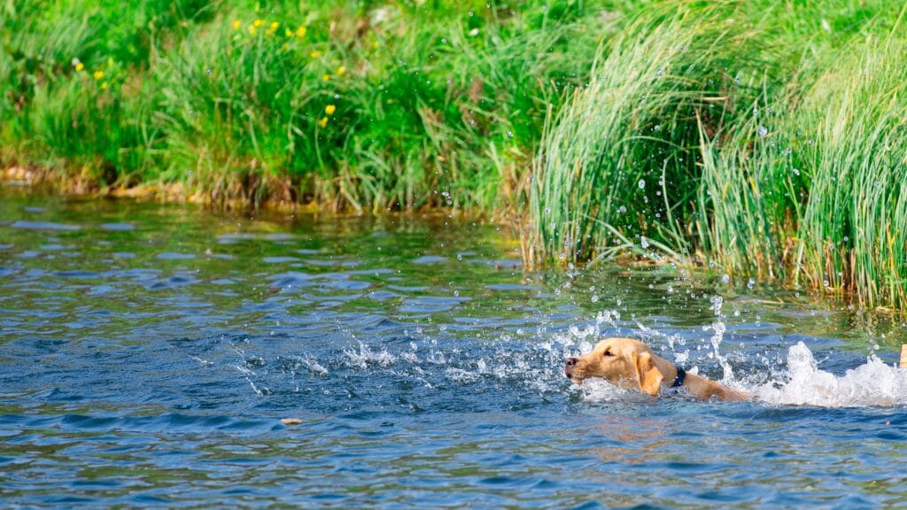 Fishers Dogs Are Labradors Genetically Hungry? History Behind Labrador’s Insatiable Hunger