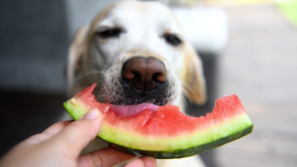 Food eating Are Labradors Genetically Hungry? History Behind Labrador’s Insatiable Hunger