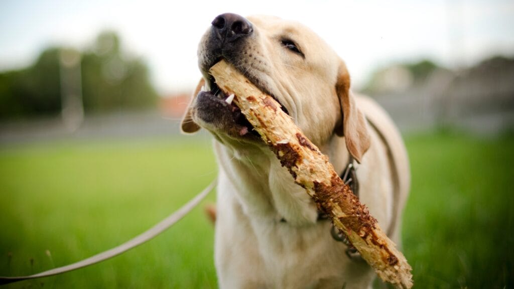 Labradors Physical health Do Labradors Sleep a Lot? The Secret to Their Energy!