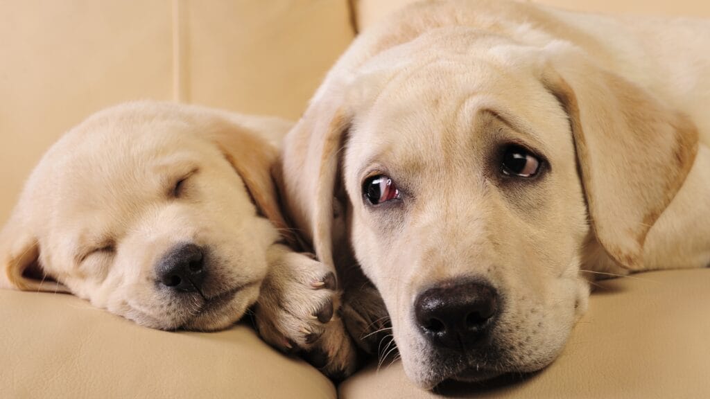 Labradors emotional Do Labradors Sleep a Lot? The Secret to Their Energy!