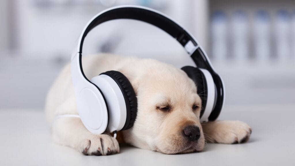 Labradors mental development How Many Hours Does a Labrador Puppy Sleep: A Complete Guide