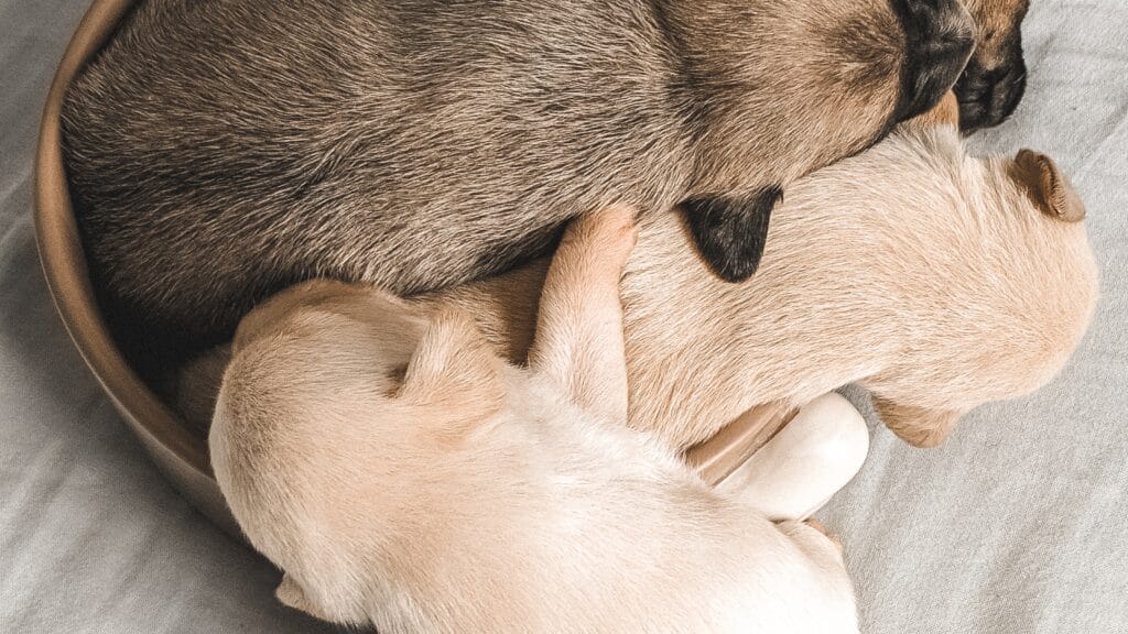 Do Labradors Sleep a Lot? The Secret to Their Energy!
