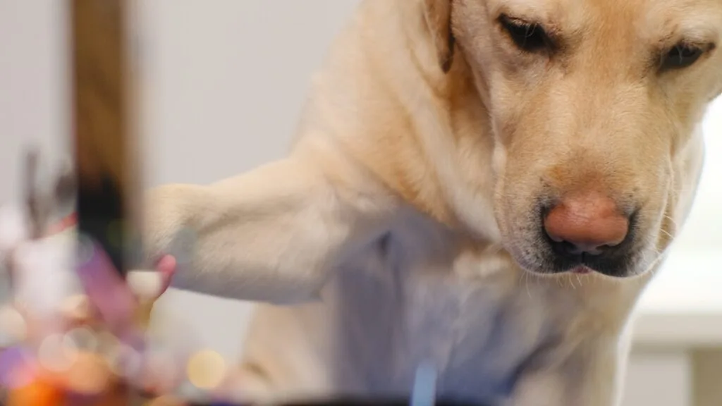 Mental stimulation toys Is Your Labrador Always Begging? The Gene That Makes Fat Labradors Permanently Hungry