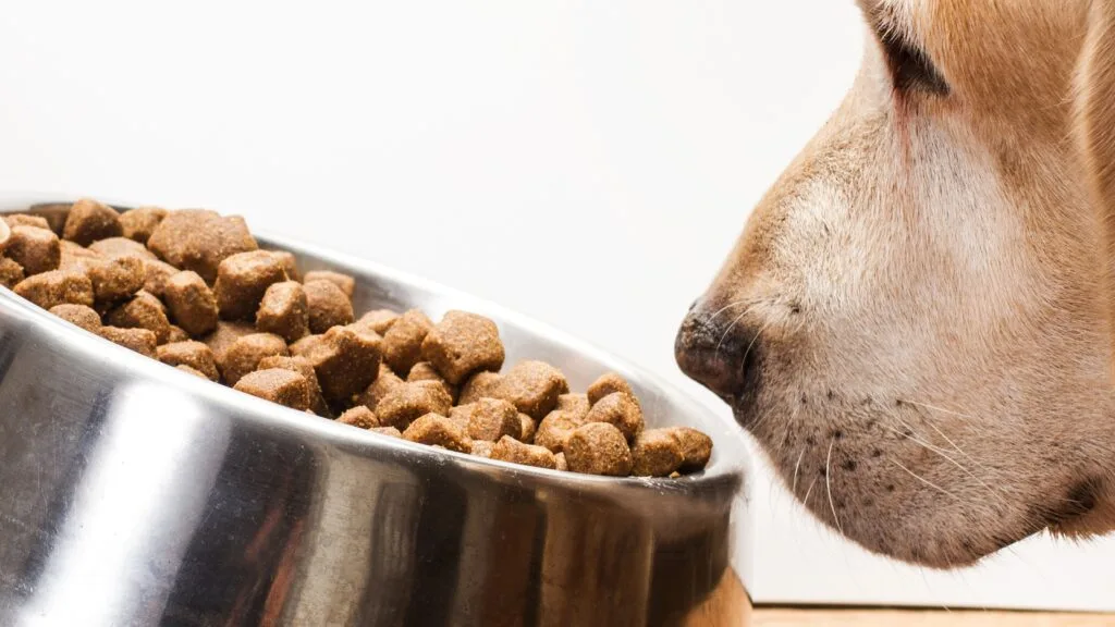 Reduce hunger and thumbnail Is Your Labrador Always Begging? The Gene That Makes Fat Labradors Permanently Hungry