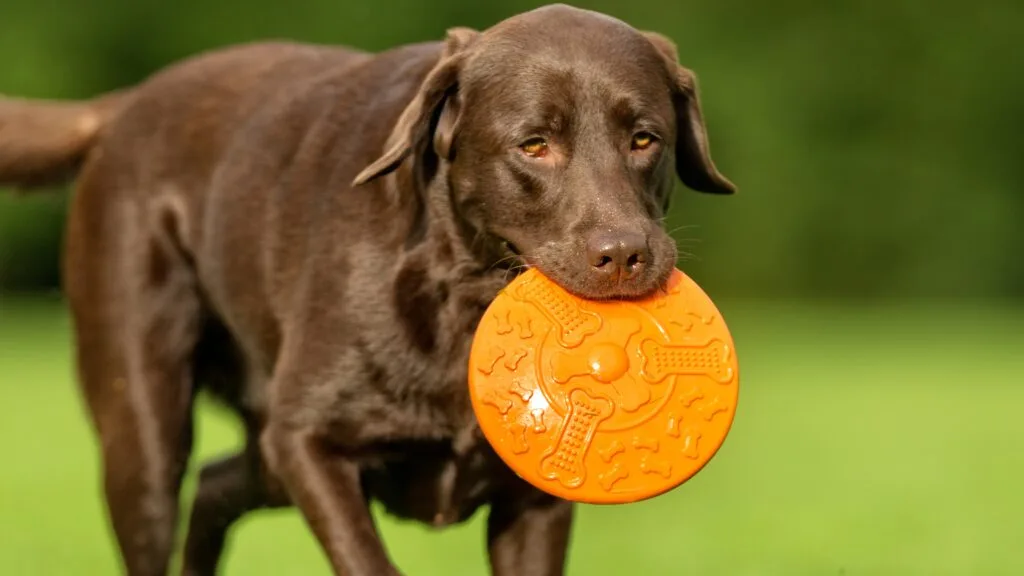Teach him the ‘drop it’ command Is Your Labrador Always Begging? The Gene That Makes Fat Labradors Permanently Hungry