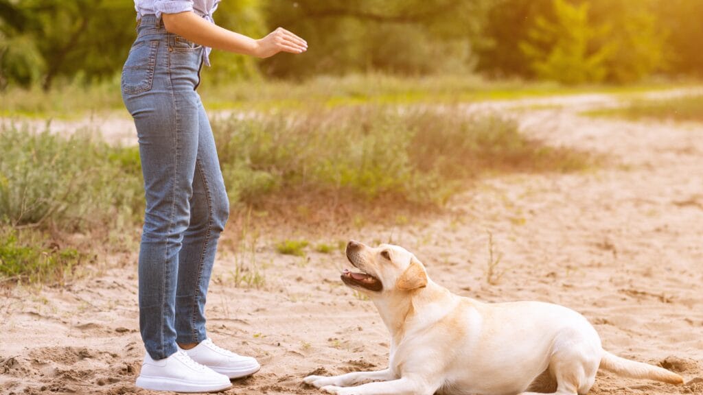 Teach him the ‘leave it’ command Is Your Labrador Always Begging? The Gene That Makes Fat Labradors Permanently Hungry