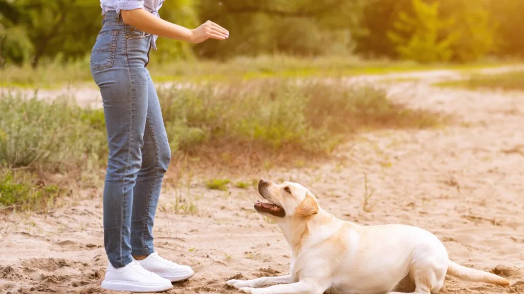 Teach him the ‘leave it’ command Is Your Labrador Always Begging? The Gene That Makes Fat Labradors Permanently Hungry