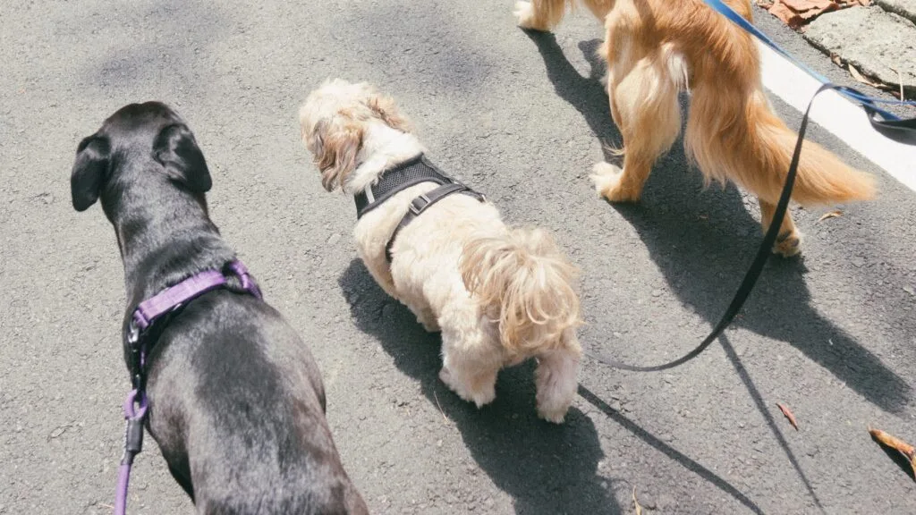 Use a leash outdoors Is Your Labrador Always Begging? The Gene That Makes Fat Labradors Permanently Hungry