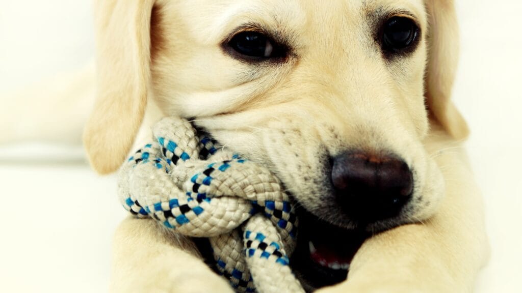 Use chew toys Is Your Labrador Always Begging? The Gene That Makes Fat Labradors Permanently Hungry
