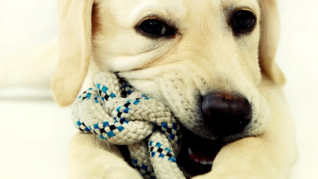 Use chew toys Is Your Labrador Always Begging? The Gene That Makes Fat Labradors Permanently Hungry