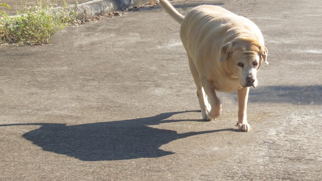 Is Your Labrador Always Begging? The Gene That Makes Fat Labradors Permanently Hungry