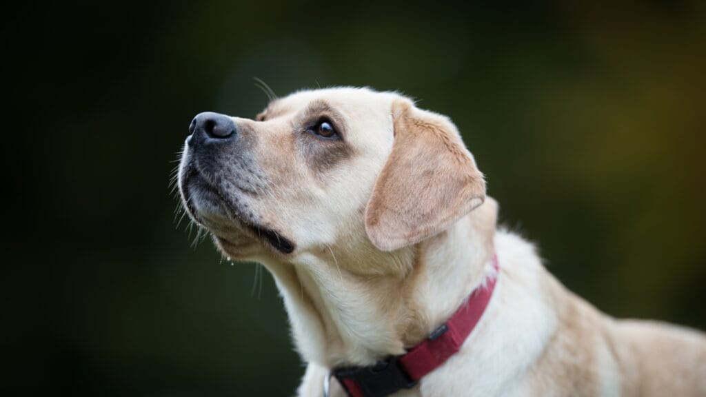 Address anxiety or stress How Many Hours Does a Labrador Puppy Sleep: A Complete Guide
