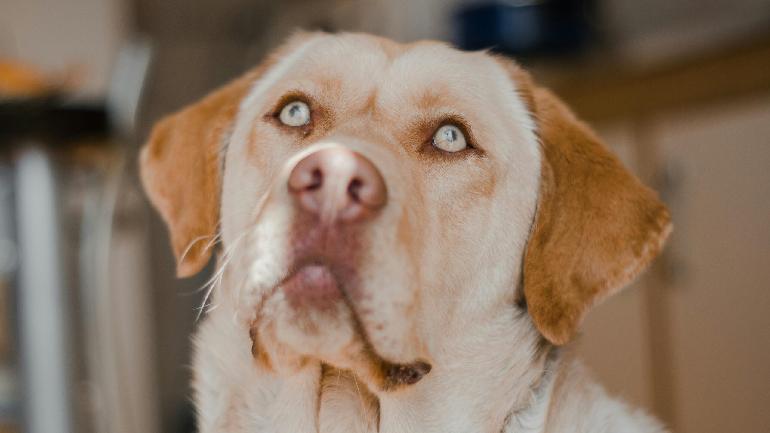 Albino Labrador Retriever