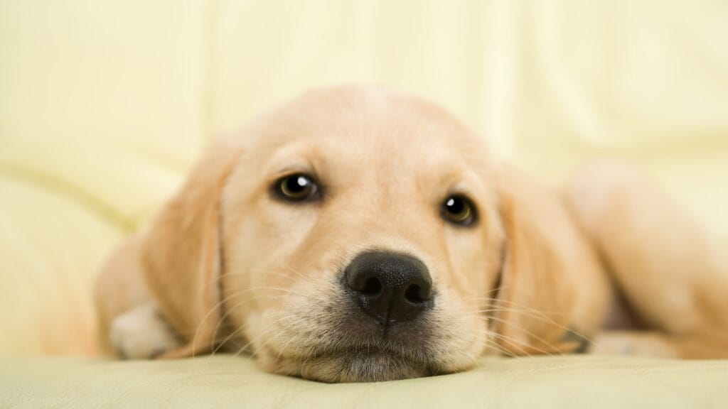 Create a comfy sleep place How Many Hours Does a Labrador Puppy Sleep: A Complete Guide