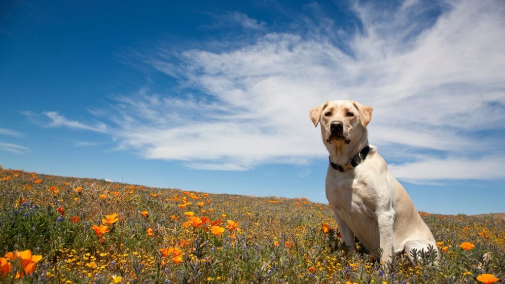 Labrador bathroom breaks How Many Hours Does a Labrador Puppy Sleep: A Complete Guide