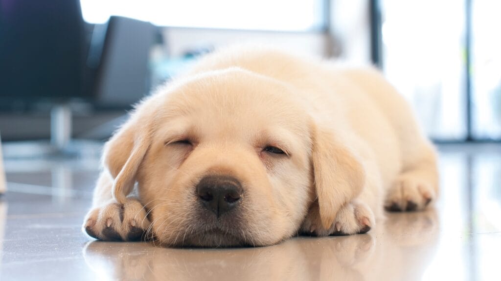 How Many Hours Does a Labrador Puppy Sleep: A Complete Guide