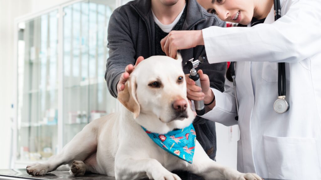 Partially fully hearing loss Albino Labrador Retriever