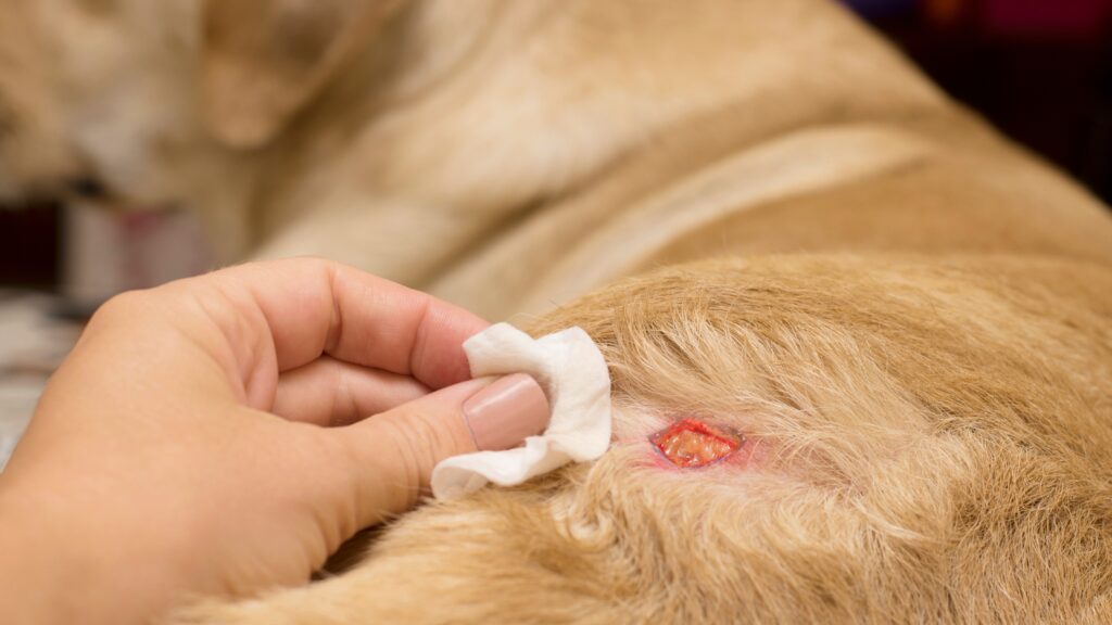 Skin cancer Albino Labrador Retriever