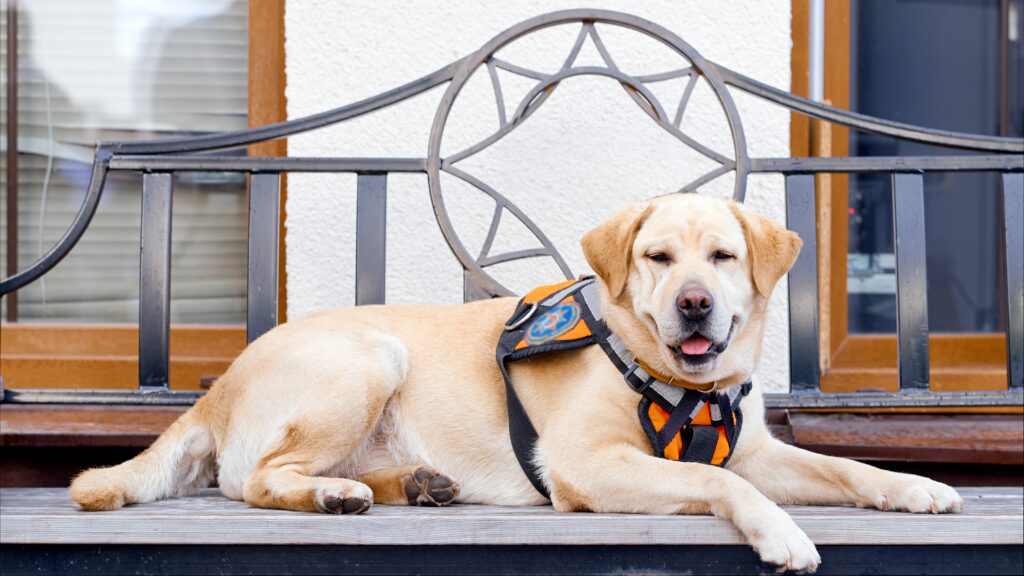Vision sensitivity Albino Labrador Retriever