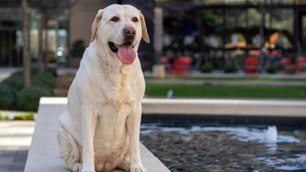 establish a routine How Many Hours Does a Labrador Puppy Sleep: A Complete Guide