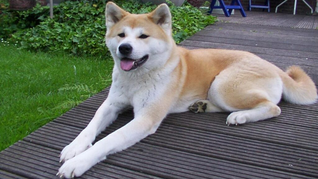 Akita Inu Do Black Labs Have Black Gums