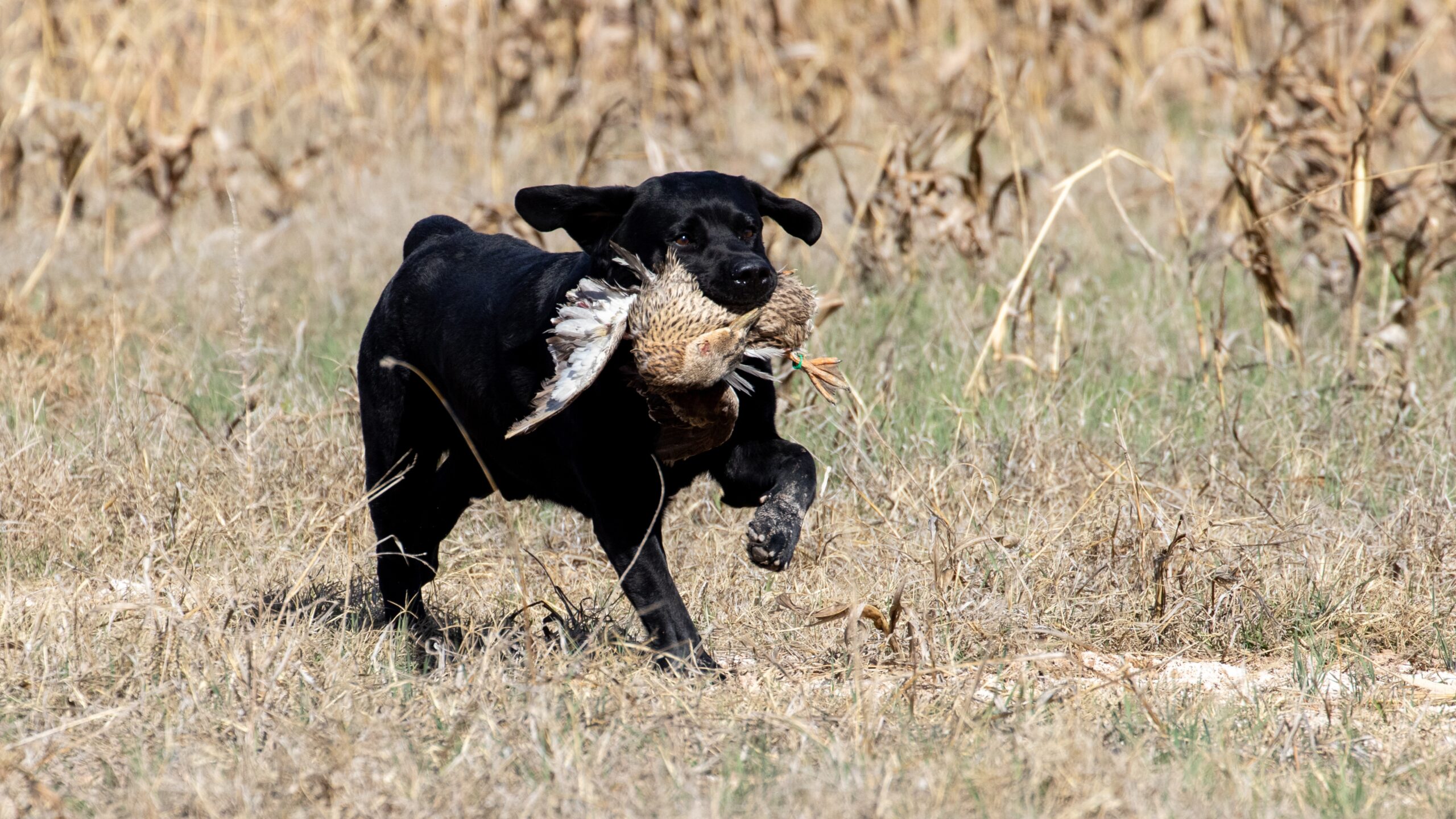 Are black labs hunting dogs?