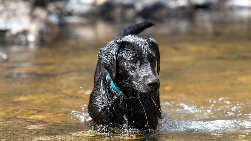Are black Labs hunting dogs Are black labs hunting dogs?