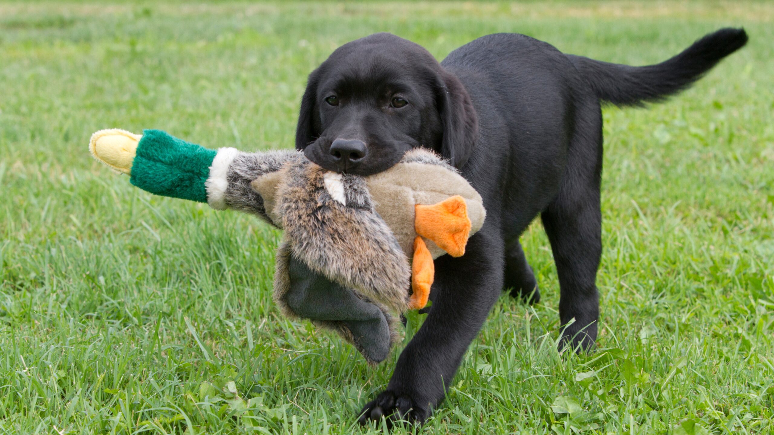 Are black labs smart