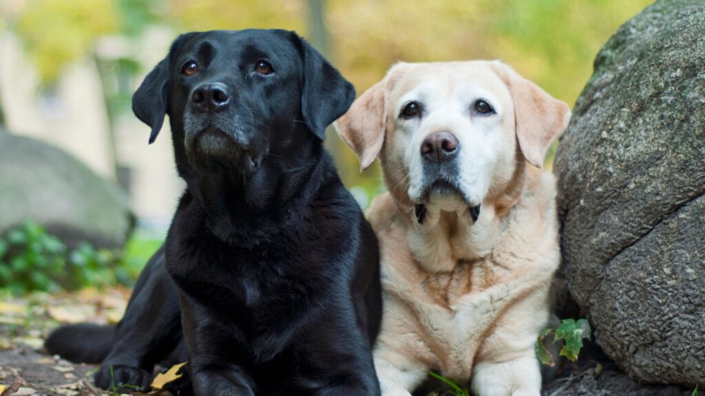 Are black labs smarter than yellow labs Are Black Labs Smart