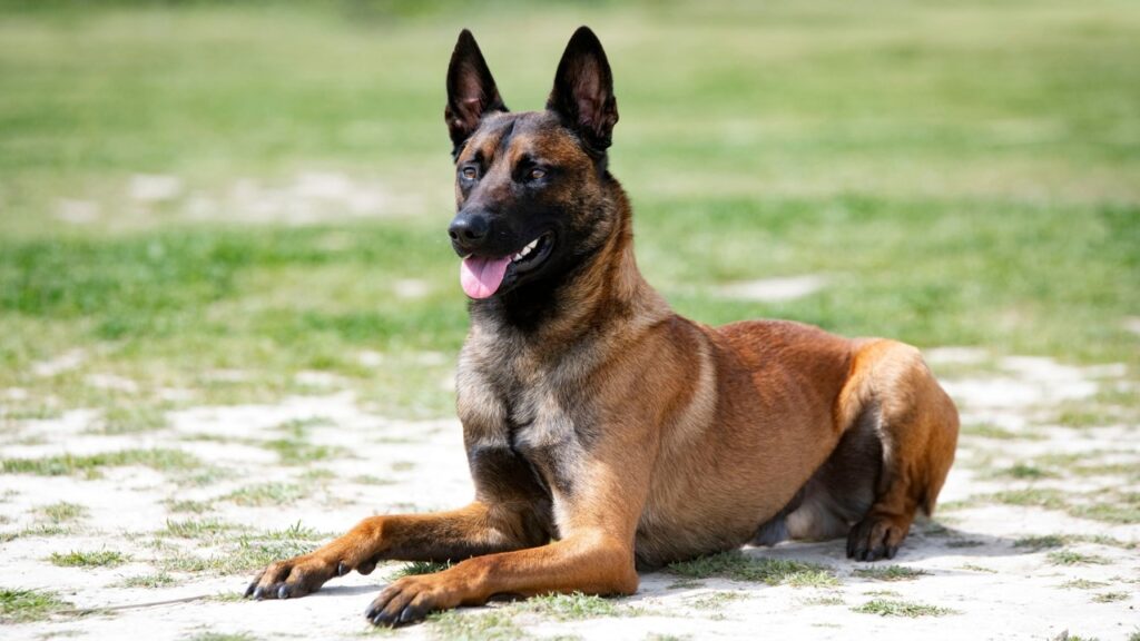 Belgian malinois Do Black Labs Have Black Gums