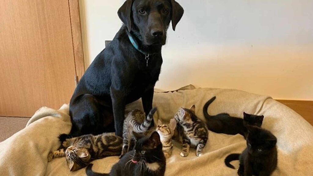 Black lab around a cat Are Black Labs good with Cats
