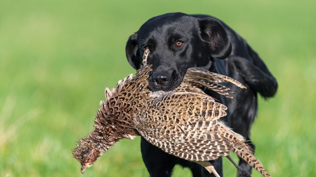 Cons of black Labradors and thumbnail