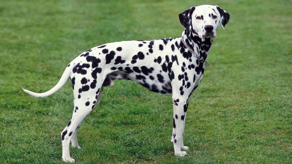 Dalmatian Do Black Labs Have Black Gums