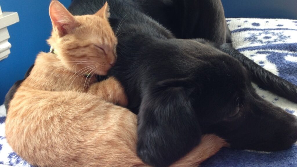 Healthy relationship Labs with cats Are Black Labs good with Cats