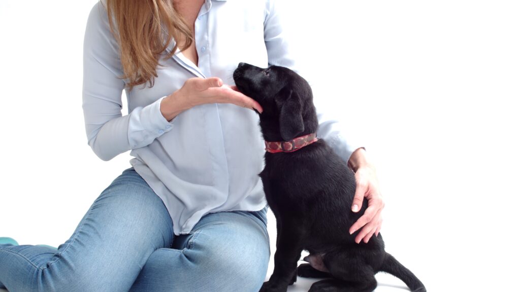 Are Black Labs Smart