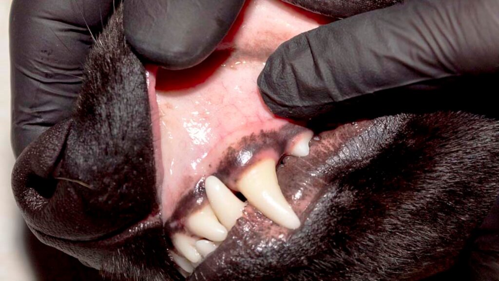Do Black Labs Have Black Gums