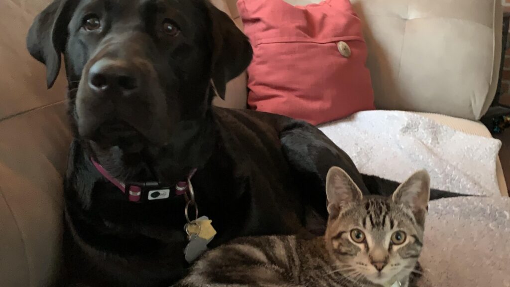 Introduce a black lab to cats Are Black Labs good with Cats