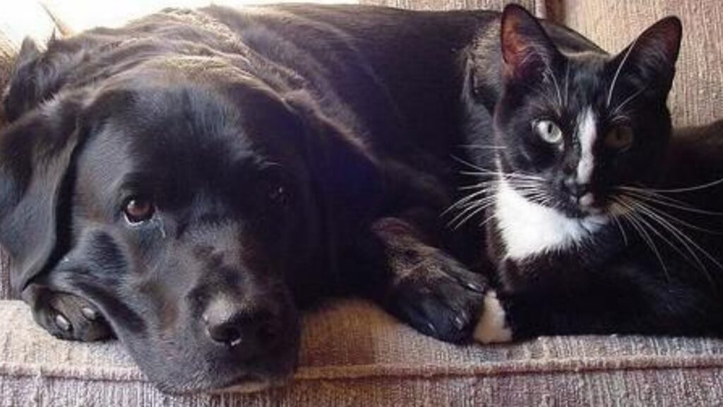 Are Black Labs good with Cats