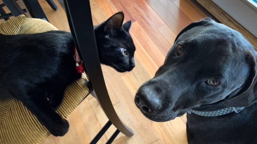 Labradors chase cats Are Black Labs good with Cats