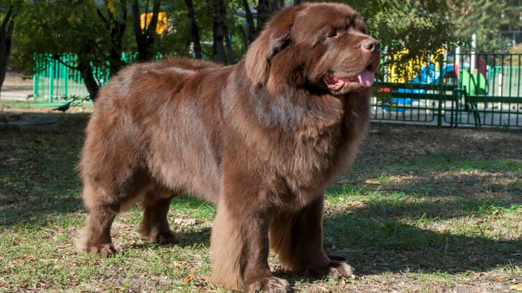 Newfoundland Do Black Labs Have Black Gums