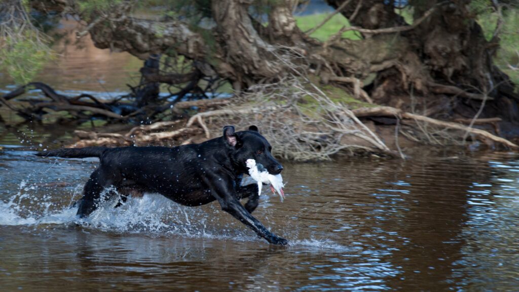 Origin of Black Labrador Are black labs hunting dogs?