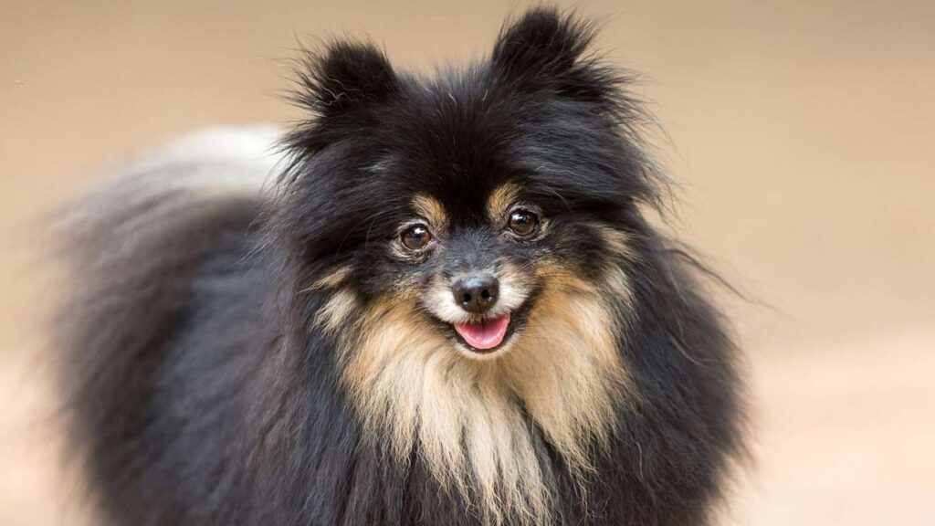 Pomeranian Do Black Labs Have Black Gums