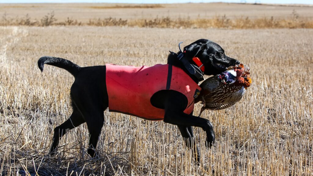 Pros of black Labradors Are black labs hunting dogs?